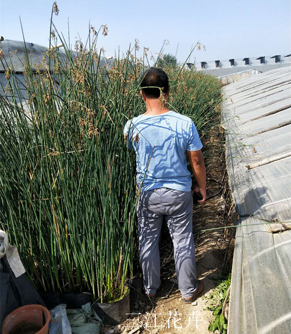 山东水葱培育基地 供应大量水葱 湿地绿化种苗